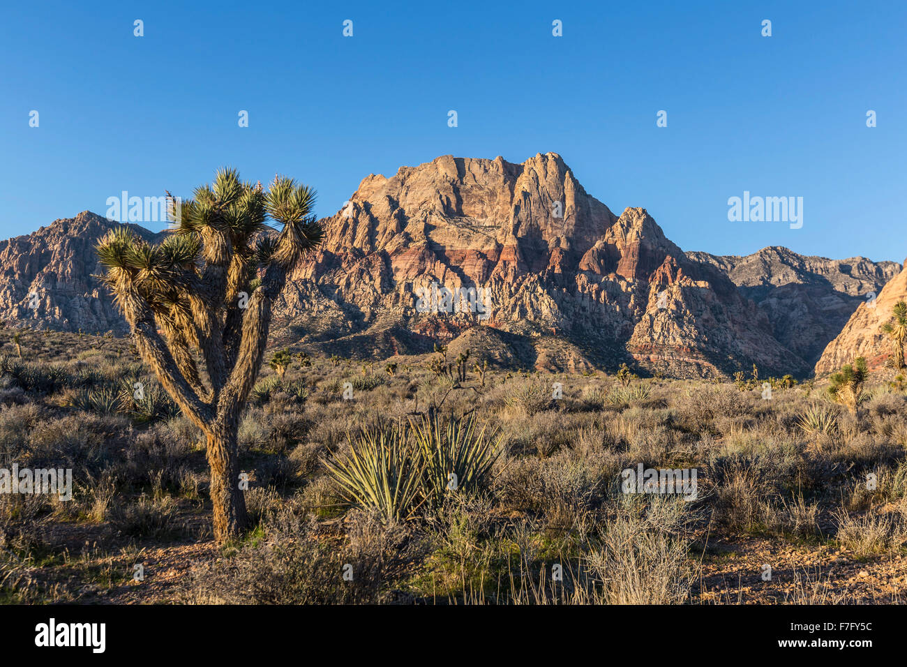 Joshua tree e picchi di montagna al Red Rock Canyon National Conservation Area vicino a Las Vegas, Nevada. Foto Stock