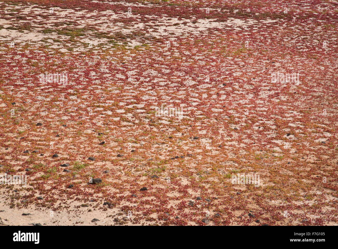 Slenderleaf iceplant, Mesembryanthemum nodiflorum, crescendo in crepe di fango in saltpan, Salinas de Janubio, Lanzarote. Foto Stock