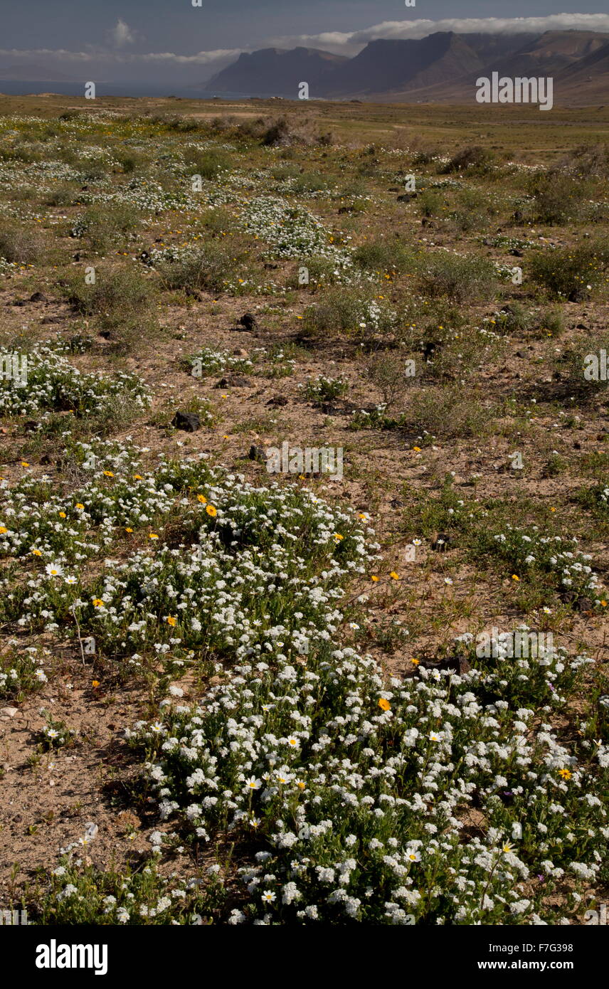 Il El Jable plain nel centro di Lanzarote, con heliotrope ondulata in primo piano e Famara scogliere al di là. Foto Stock