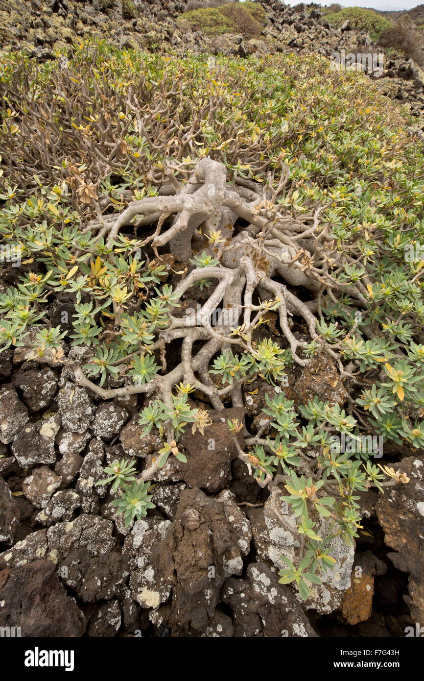 Balsamo del vecchio arbusto di euforbia, Euphorbia balsamifera sulla lava, a nord-est di Lanzarote. Foto Stock