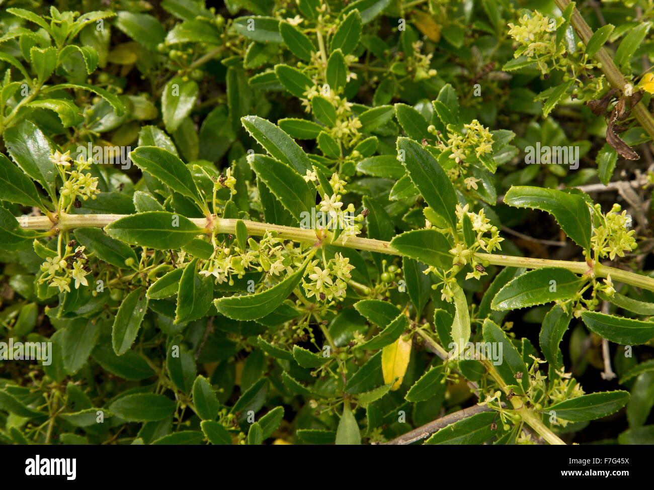 Rubia fruticosa, Tasaigo, macaronesiche endemiche, scrambler, scalatore Foto Stock