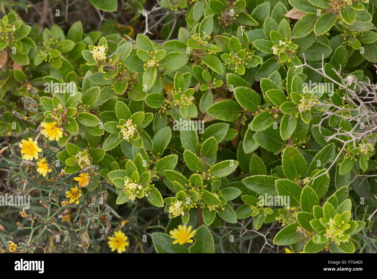 Rubia fruticosa, Tasaigo, macaronesiche endemiche, scrambler, scalatore Foto Stock