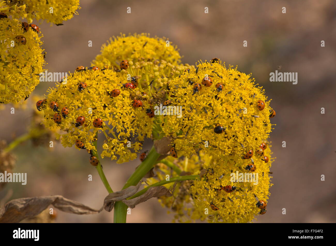 7-spot coccinelle a Lanzarote finocchio Gigante, la ferula lancerottensis, nelle montagne del nord Lanzarote. Foto Stock