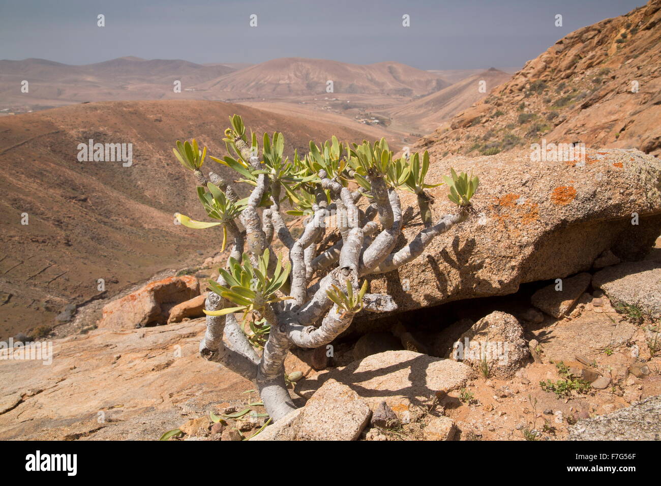 Verode, kleinia neriifolia, in semi-deserto habitat, Fuerteventura, Foto Stock