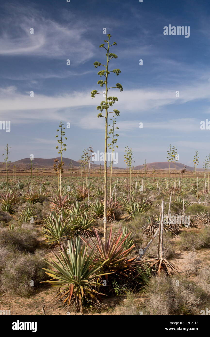 Vecchia piantagione di sisal, agave sisalana, sisal canapa in coltivazione, Fuerteventura. Foto Stock