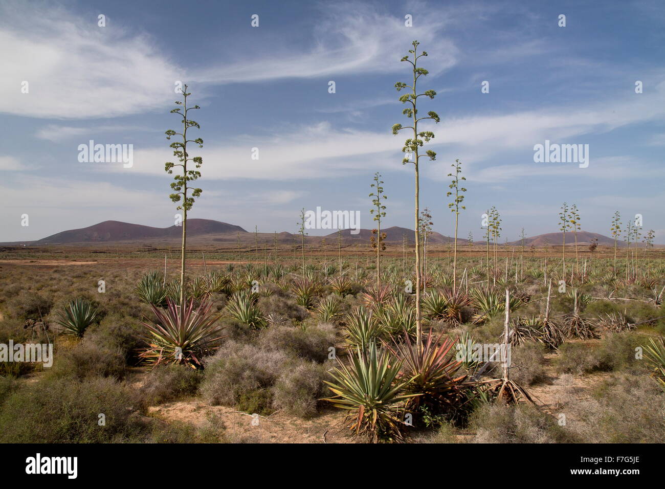 Vecchia piantagione di sisal, agave sisalana, sisal canapa in coltivazione, Fuerteventura. Foto Stock