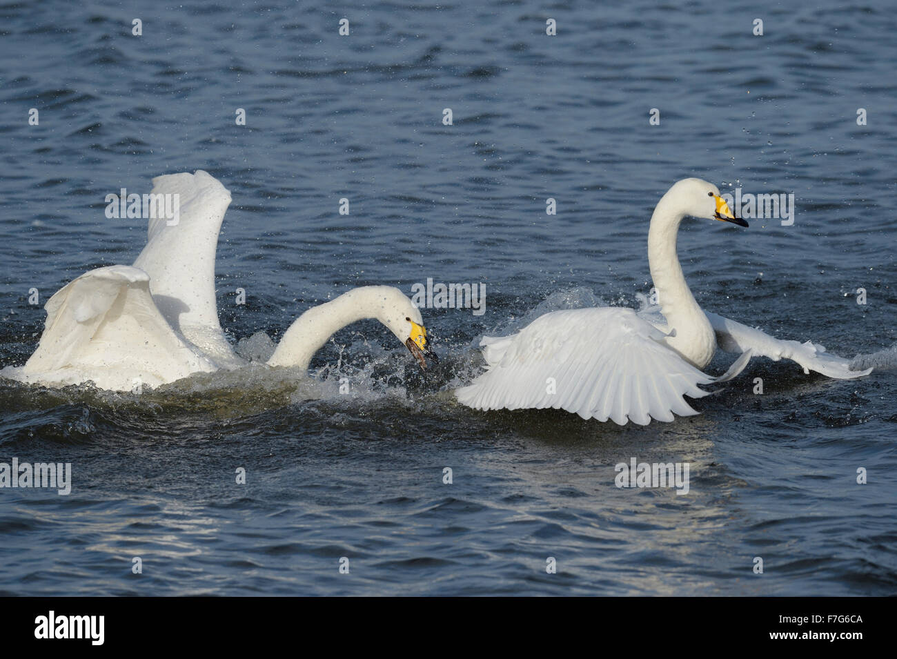 Whooper swan (Cygnus cygnus) aggressione Foto Stock