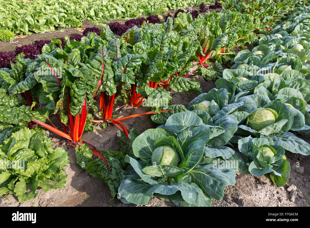 Cavolo, bietole & cespo di lattuga in campo. Foto Stock