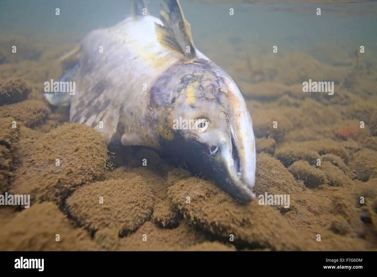 Maschio di rosa salmone ( Oncorhynchus gorbuscha ), Bulkley river, Smithers, BC Foto Stock