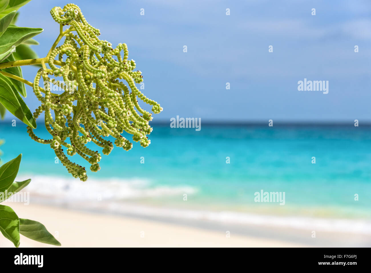 Fiore di Argusia argentea o Heliotropium foertherianum sui bellissimi paesaggi del mare e della spiaggia sfondo sotto il cielo blu Foto Stock