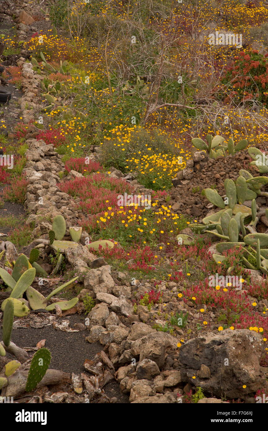 Coloratissima vegetazione costiera con Rumex, Reichardia, Launaea etc sulla costa est di Lanzarote. Foto Stock