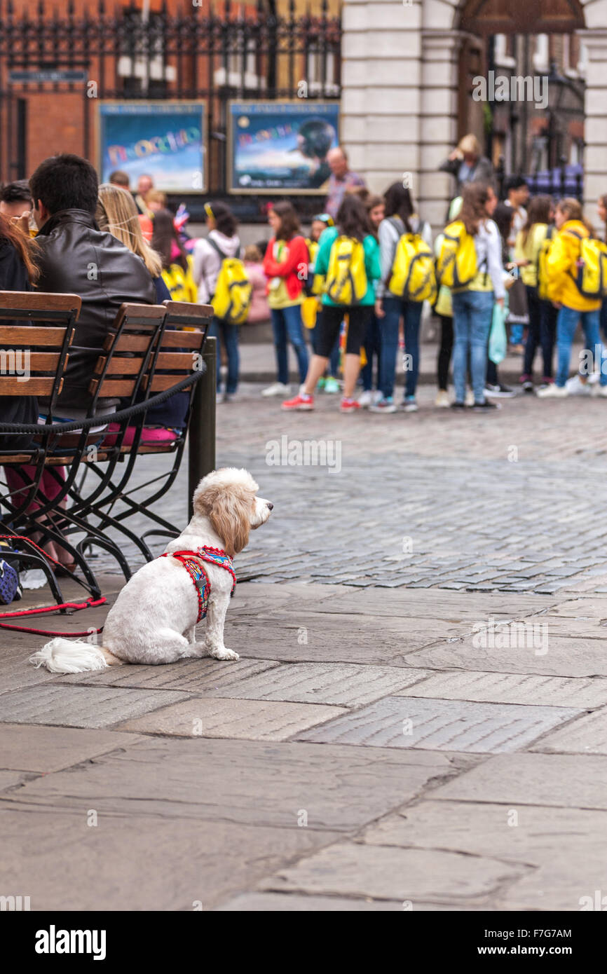 Seduta del cane Foto Stock