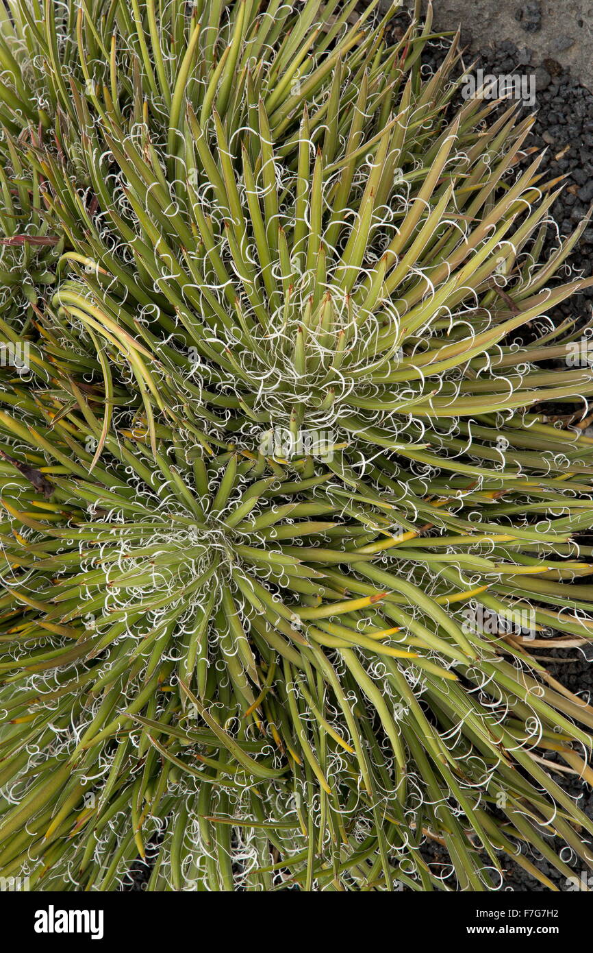 Un interessante ibrido, agave Agave x leopoldii nella coltivazione. Foto Stock