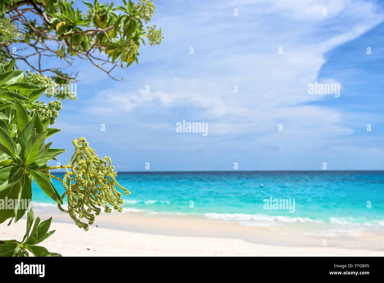 Fiore di Argusia argentea o Heliotropium foertherianum sui bellissimi paesaggi del mare e della spiaggia sfondo sotto il cielo blu in s Foto Stock