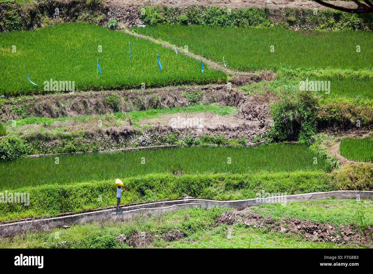 Un filippino uomo porta un sacco di riso raccolto dal suo antico paddy in Sagada, Nord isola di Luzon nelle Filippine. Foto Stock