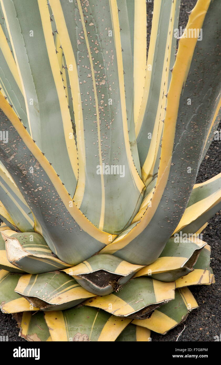 Una variegata agave, Agave americana forma "arginata aurea', nella coltivazione. Foto Stock