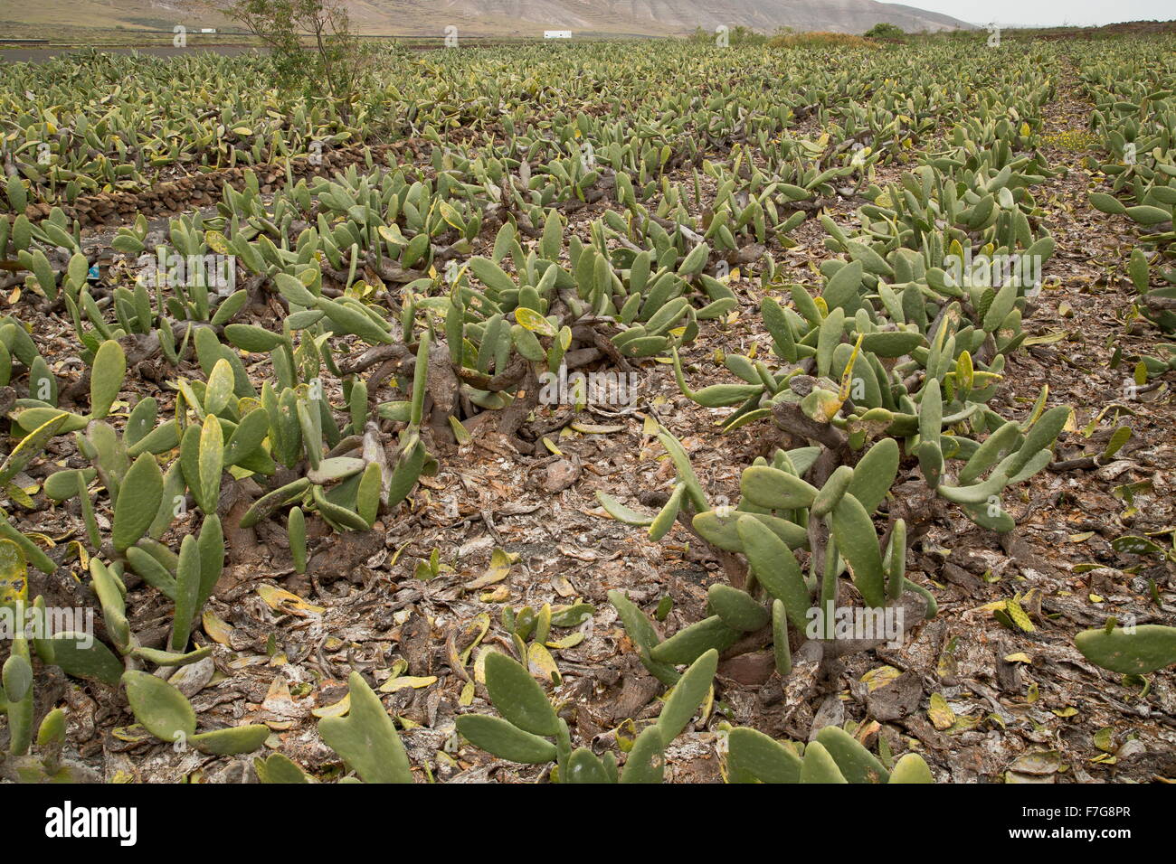 Ficodindia, l' Opuntia ficus-indica, nella coltivazione, Nord Lanzarote, principalmente per la produzione di cocciniglia. Foto Stock