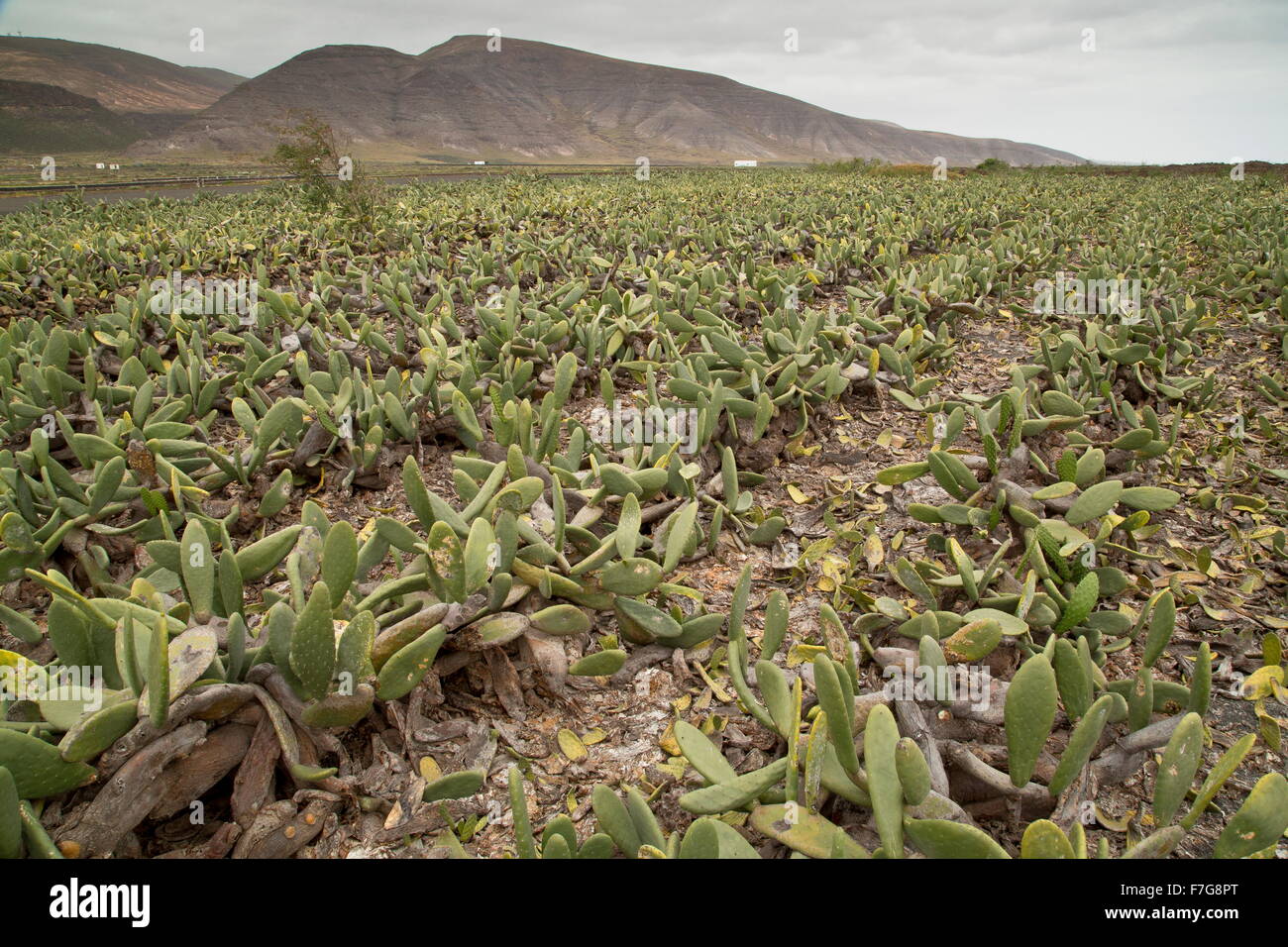 Ficodindia, l' Opuntia ficus-indica, nella coltivazione, Nord Lanzarote, principalmente per la produzione di cocciniglia. Foto Stock