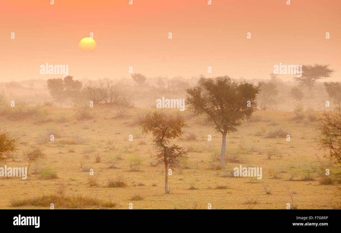 Sunrise nel deserto di Thar vicino a Jaisalmer, Rajasthan, India Foto Stock