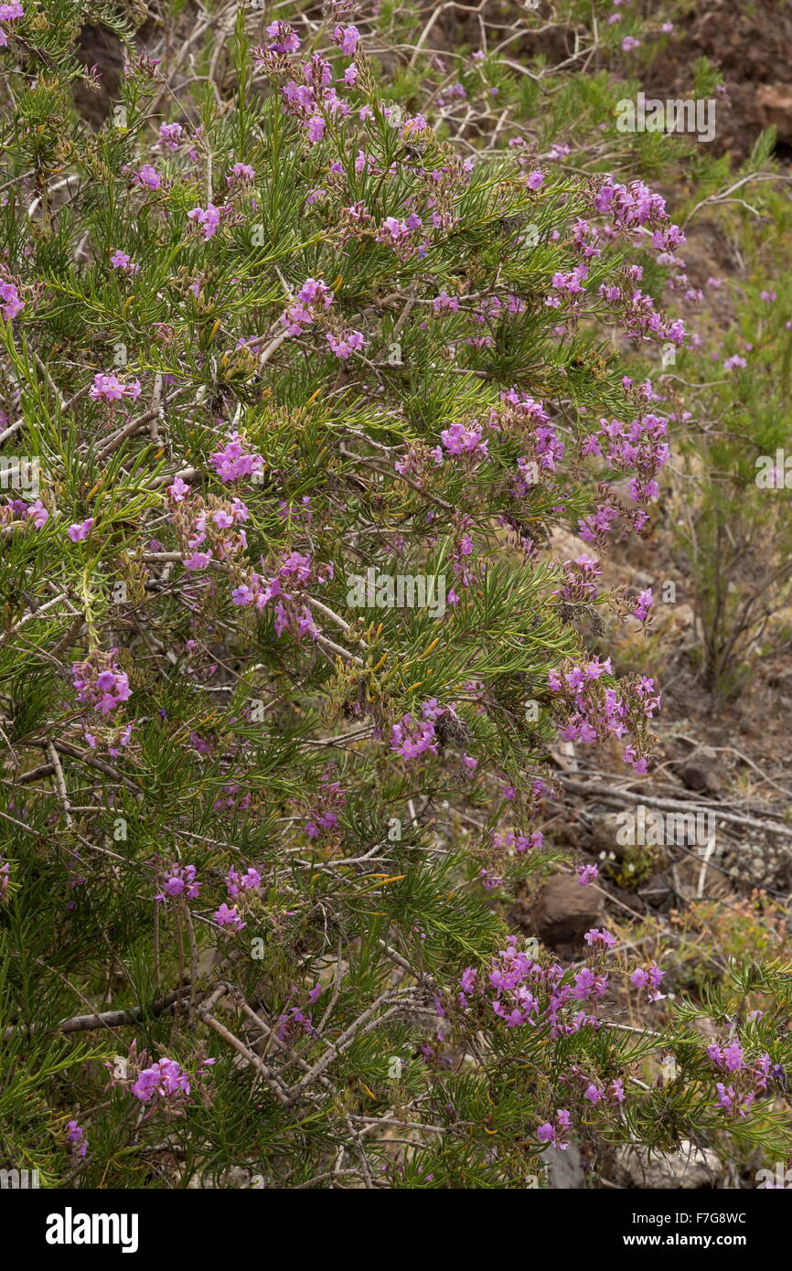 Un attraente endemica delle isole Canarie arbusto, Campylanthus salsoloides, Lanzarote. Foto Stock