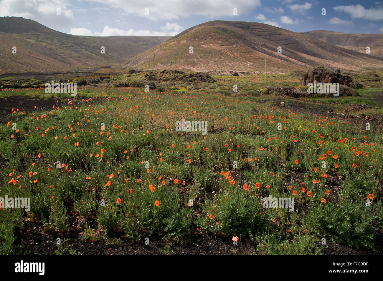 A lungo guidato il papavero, Papaver dubium en masse, Lanzarote. Foto Stock