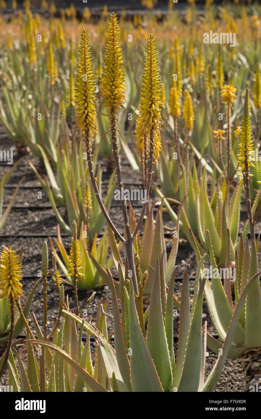 Aloe vera, Aloe vera o Aloe barbadensis, nella coltivazione su cinder in agriturismo vicino a Orzola, Lanzarote. Foto Stock