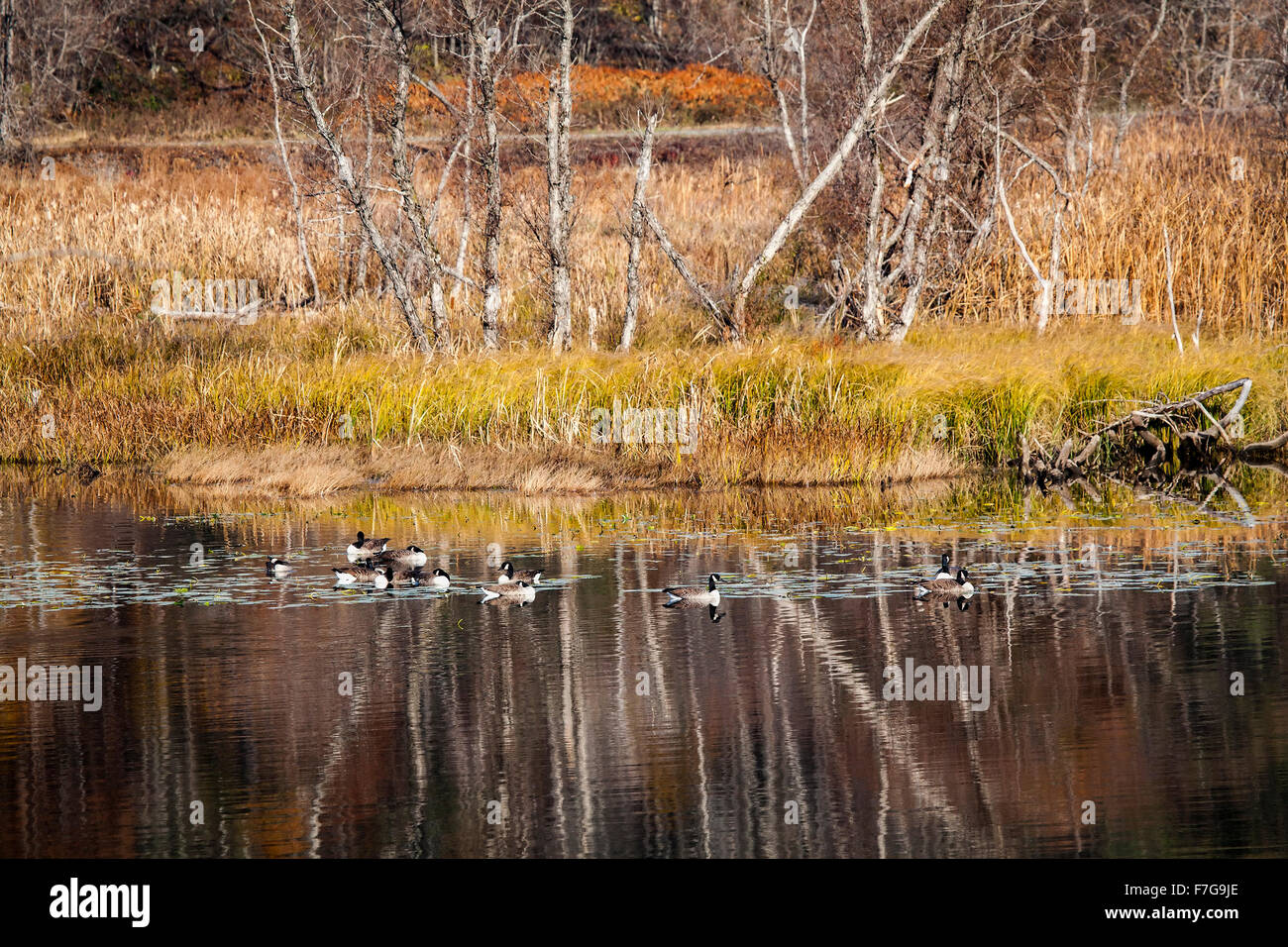 La migrazione di Oche del Canada, Branta canadensis, una wild waterfowl nativa per il nord America del Nord, pausa di mangimi e di riposo. Foto Stock