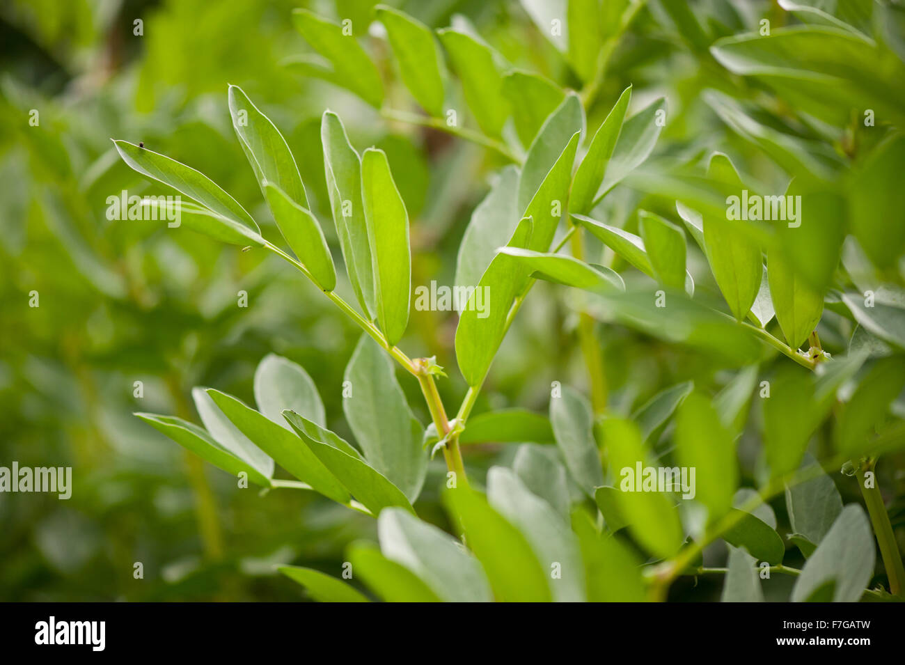 Fagiolo Phaseolus fogliame macro, piccolo impianto di latifoglie in famiglia Fabaceae fiorisce in giugno, fresche foglie verdi crescere in Polonia ... Foto Stock