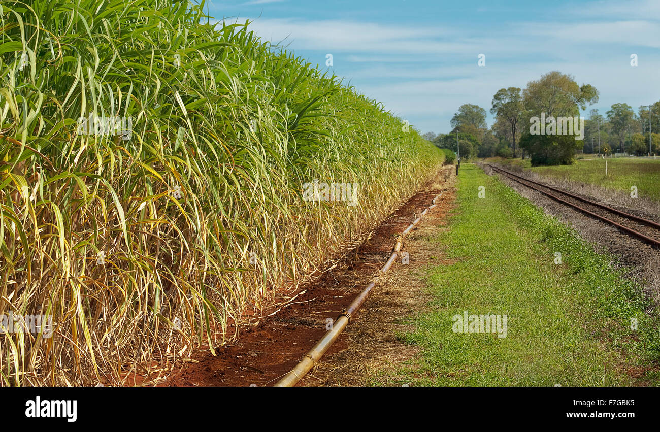 Australian agricoltura industria dello zucchero canna da zucchero prodotto close-up è pronta per il raccolto Foto Stock