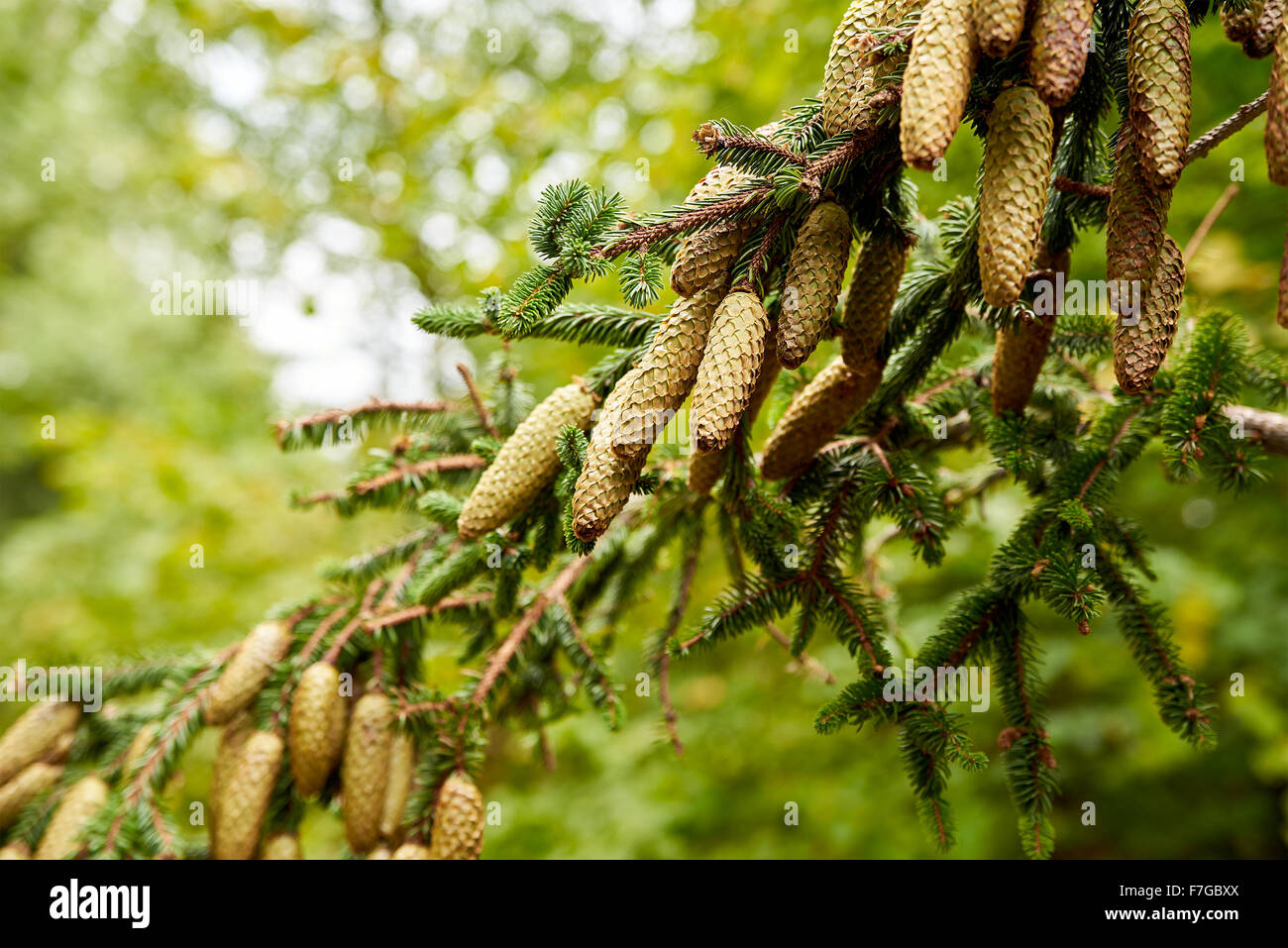 Pigna strobile sul ramo verde della foresta Foto Stock
