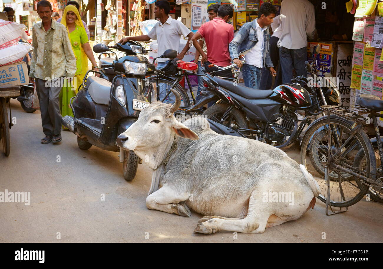 Mucca giacente sulla strada, Jaisalmer, stato del Rajasthan, India Foto Stock