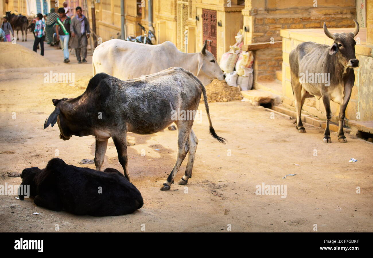 Vacche sulla strada, Jaisalmer, stato del Rajasthan, India Foto Stock
