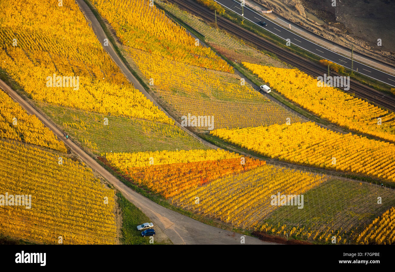 Sulla riva sinistra del Reno valle del Reno con i suoi vigneti e fogliame di autunno, ripidi vigneti, passeggiate tra i vigneti, Boppard, Foto Stock