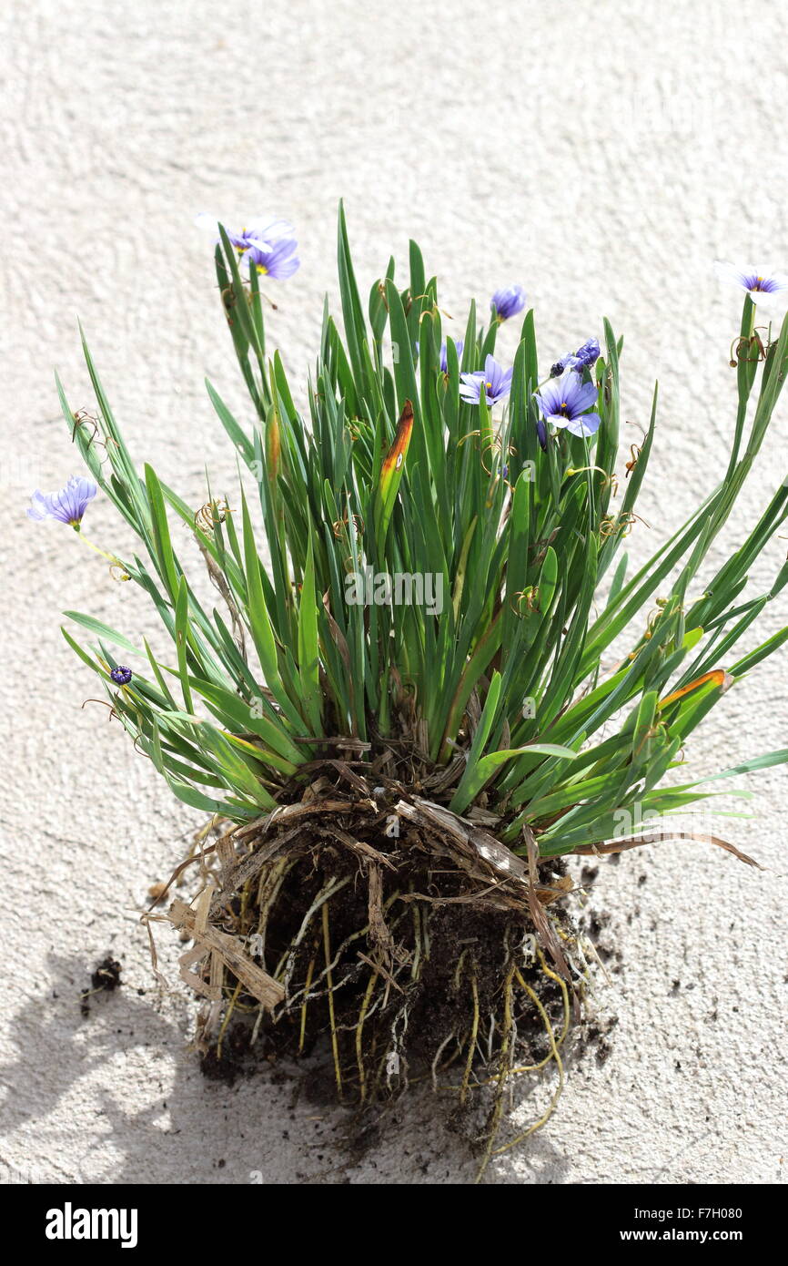 Sisyrinchium bellum o noto anche come erba Blue-Eyed Foto Stock