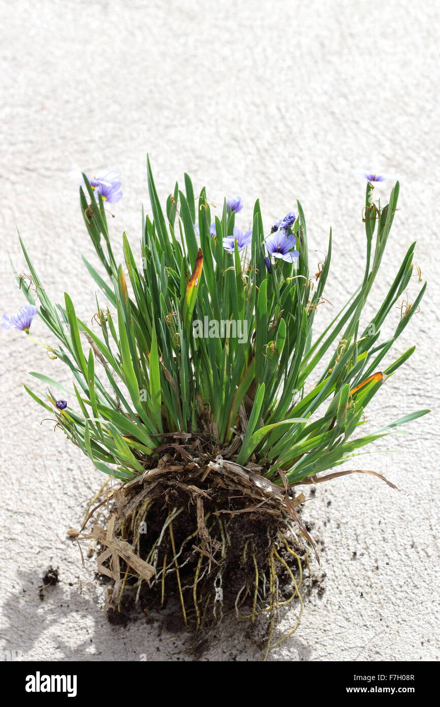 Sisyrinchium bellum o noto anche come erba Blue-Eyed Foto Stock