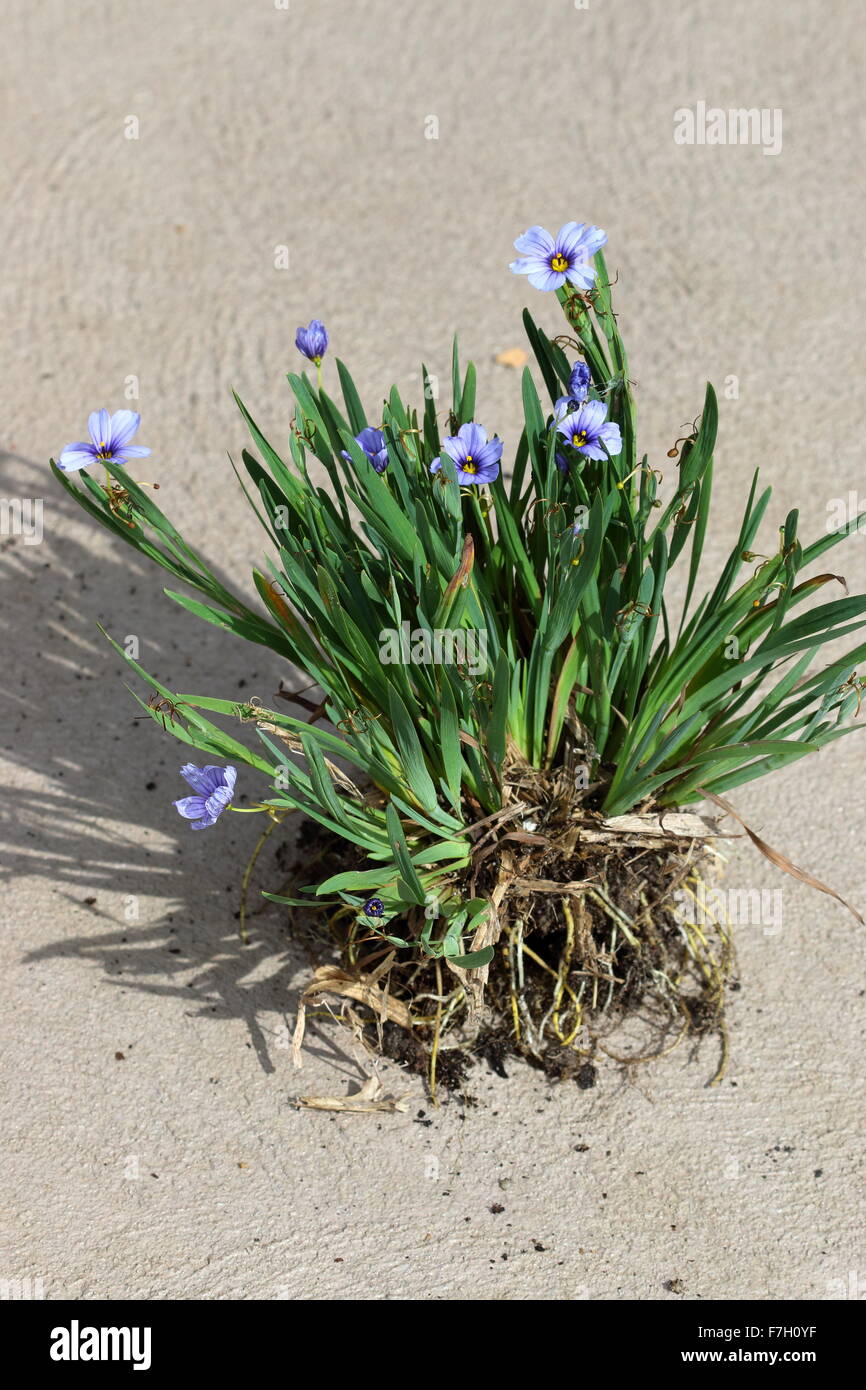 Sisyrinchium bellum o noto anche come erba Blue-Eyed Foto Stock