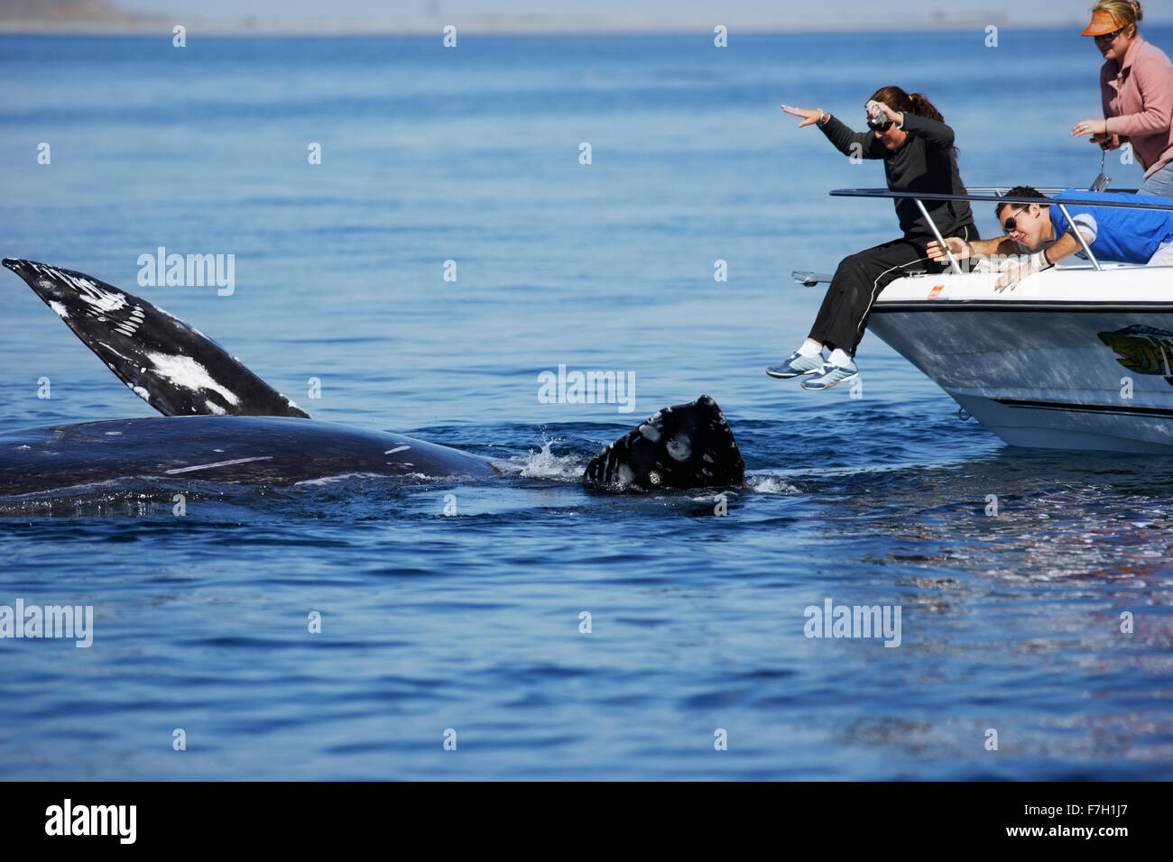 Pr0044-D. Balena Grigia (Eschrichtius robustus) capovolto, apparentemente interagendo con persone sulla barca. Magdalena Bay, Baja, Messico Foto Stock
