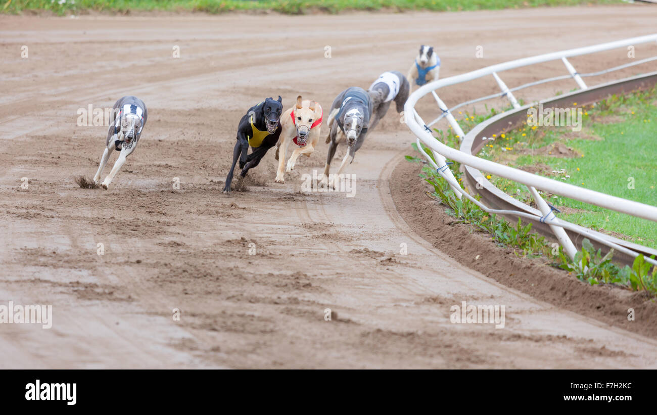 Cani Greyhound Racing Foto Stock