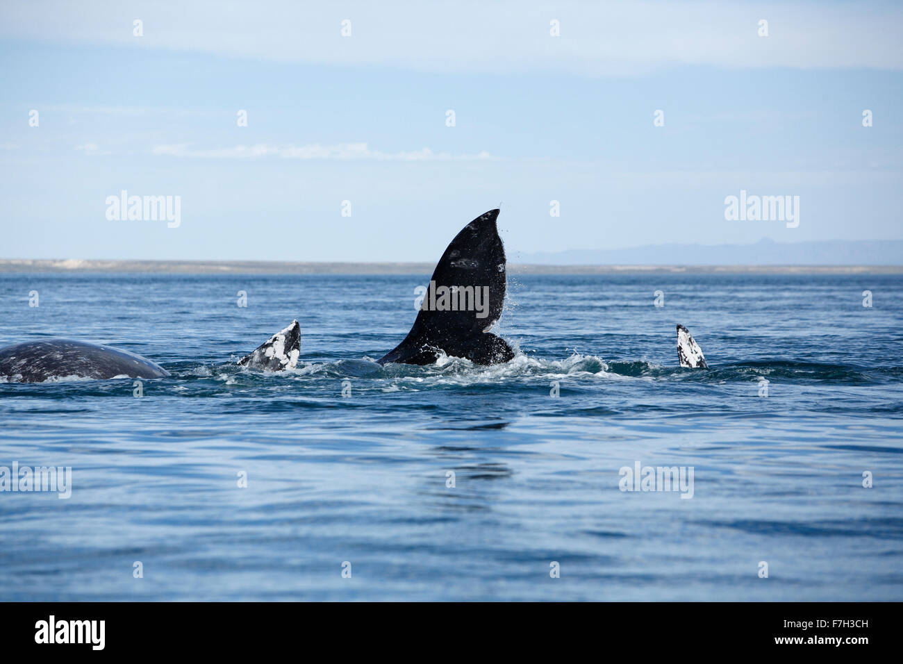 Pr5227-D. La balena grigia (Eschrichtius robustus), un gruppo di accoppiamento- due maschi e una femmina. San Ignacio Laguna, Baja, Messico. Foto Stock