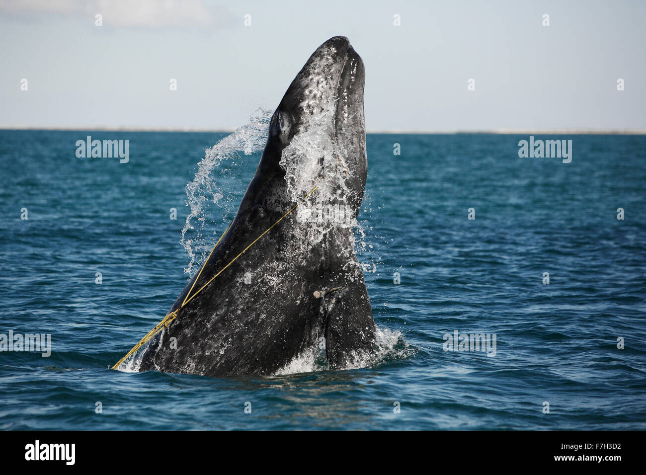 Pr5272-D. Balena Grigia (Eschrichtius robustus) violare, capretti impigliato in una trappola di aragosta linea. La corda è catturato in bocca. Foto Stock
