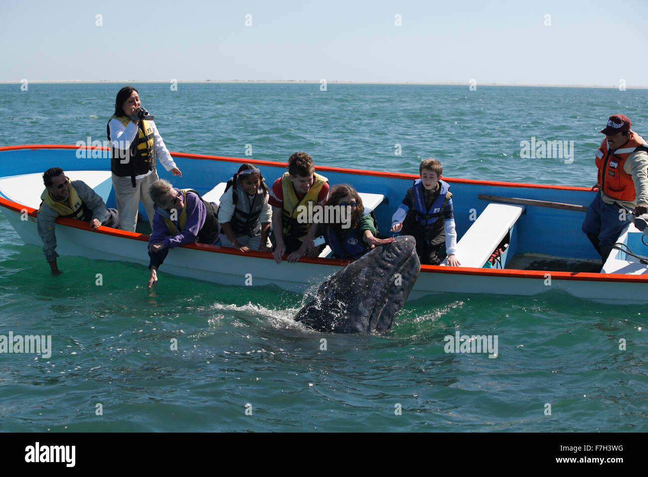 Pr5376-D. Balena Grigia (Eschrichtius robustus), curiosi di vitello barca si avvicina ad accettare delicato tocco umano. San Ignacio Lagoon Baja Foto Stock