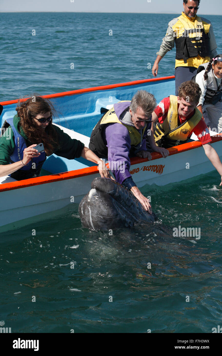 Pr5388-D. Balena Grigia (Eschrichtius robustus), curiosi di vitello barca si avvicina ad accettare delicato tocco umano. San Ignacio Lagoon Baja Foto Stock