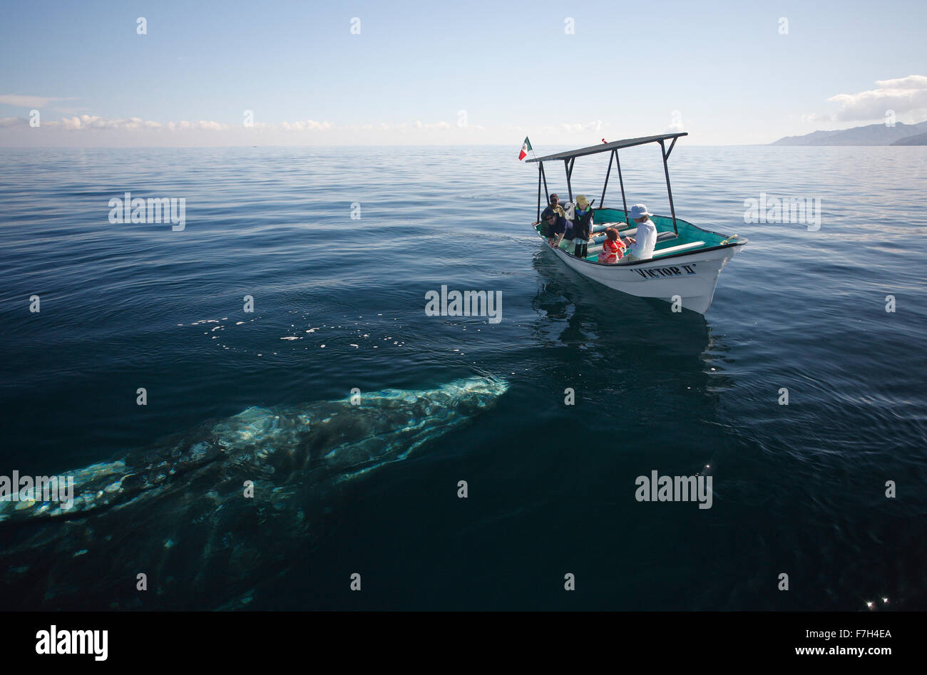 Pr7024-D. Balena Grigia (Eschrichtius robustus) si avvicina whale-watching barca con i turisti. Magdalena Bay, Baja, Messico. Foto Stock