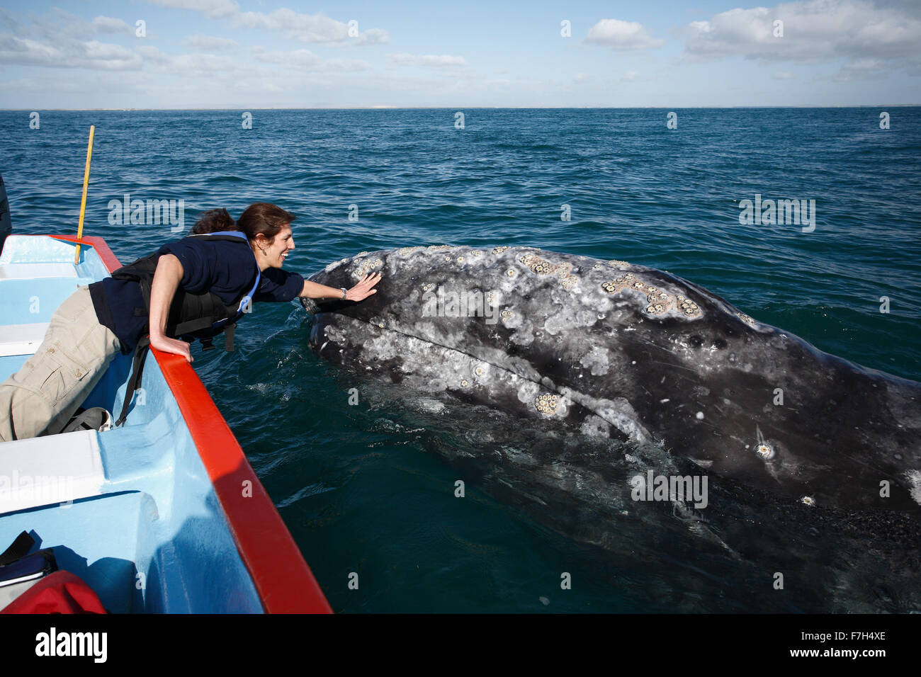 Pr7061-D. Balena Grigia (Eschrichtius robustus) nuota accanto a barca e cerca il tocco di lucky turistico (modello rilasciato). Foto Stock
