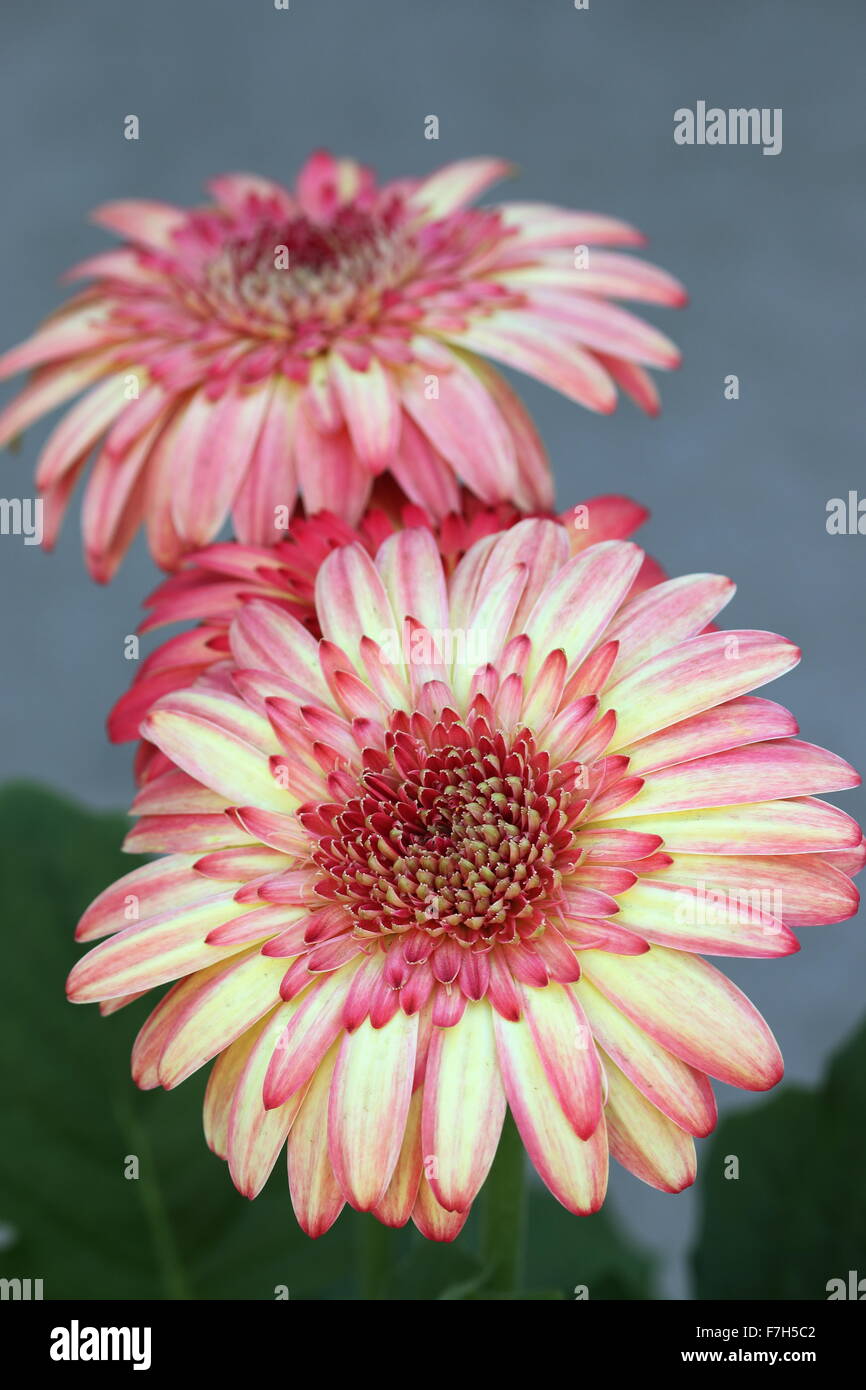 Gerbera jamesonii - esplosione di colori Foto Stock