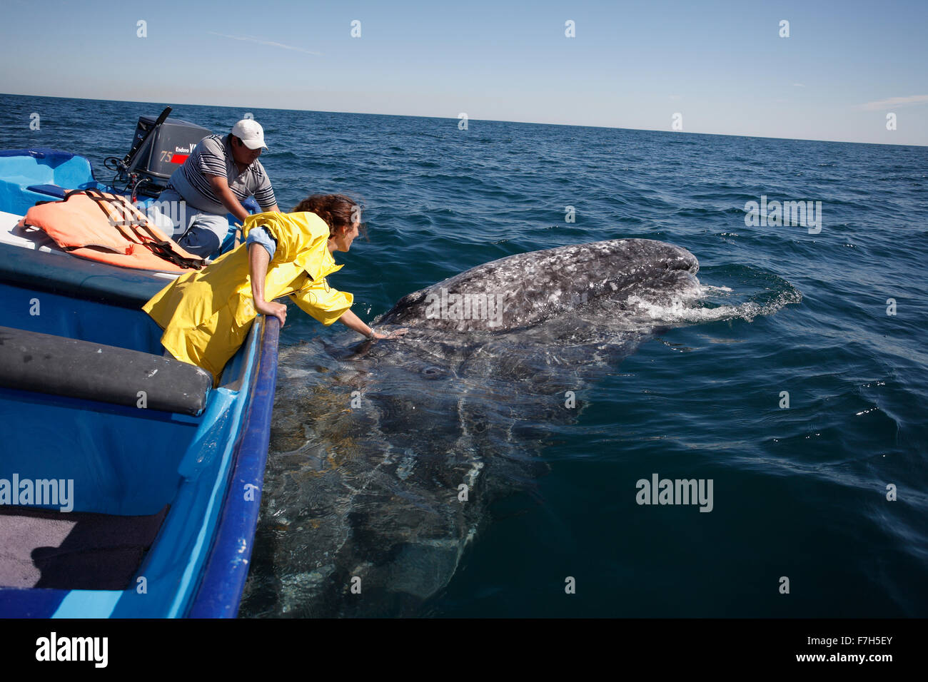 Pr7240-D. Balena Grigia (Eschrichtius robustus), giocoso adulto sfregamento contro il lato inferiore del tour in barca. Baja, Messico. Foto Stock