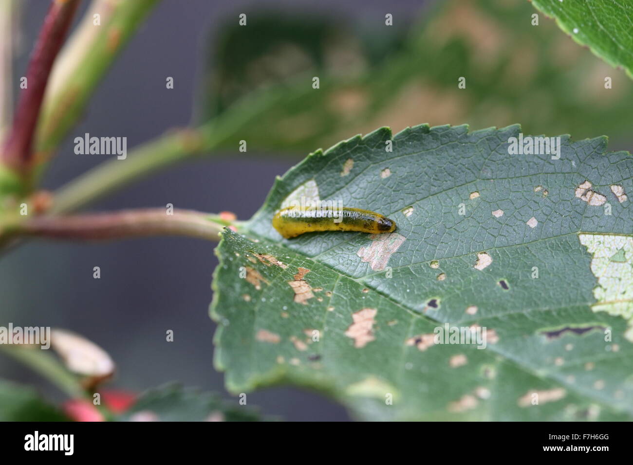 Pera e ciliegia slug worm su una foglia di ciliegio Foto Stock