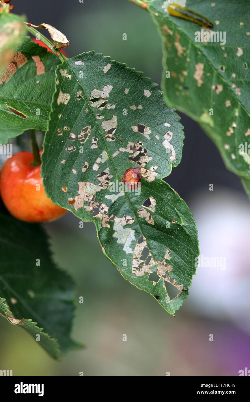 Danneggiato le foglie di ciliegio mangiato da cherry slug Foto Stock