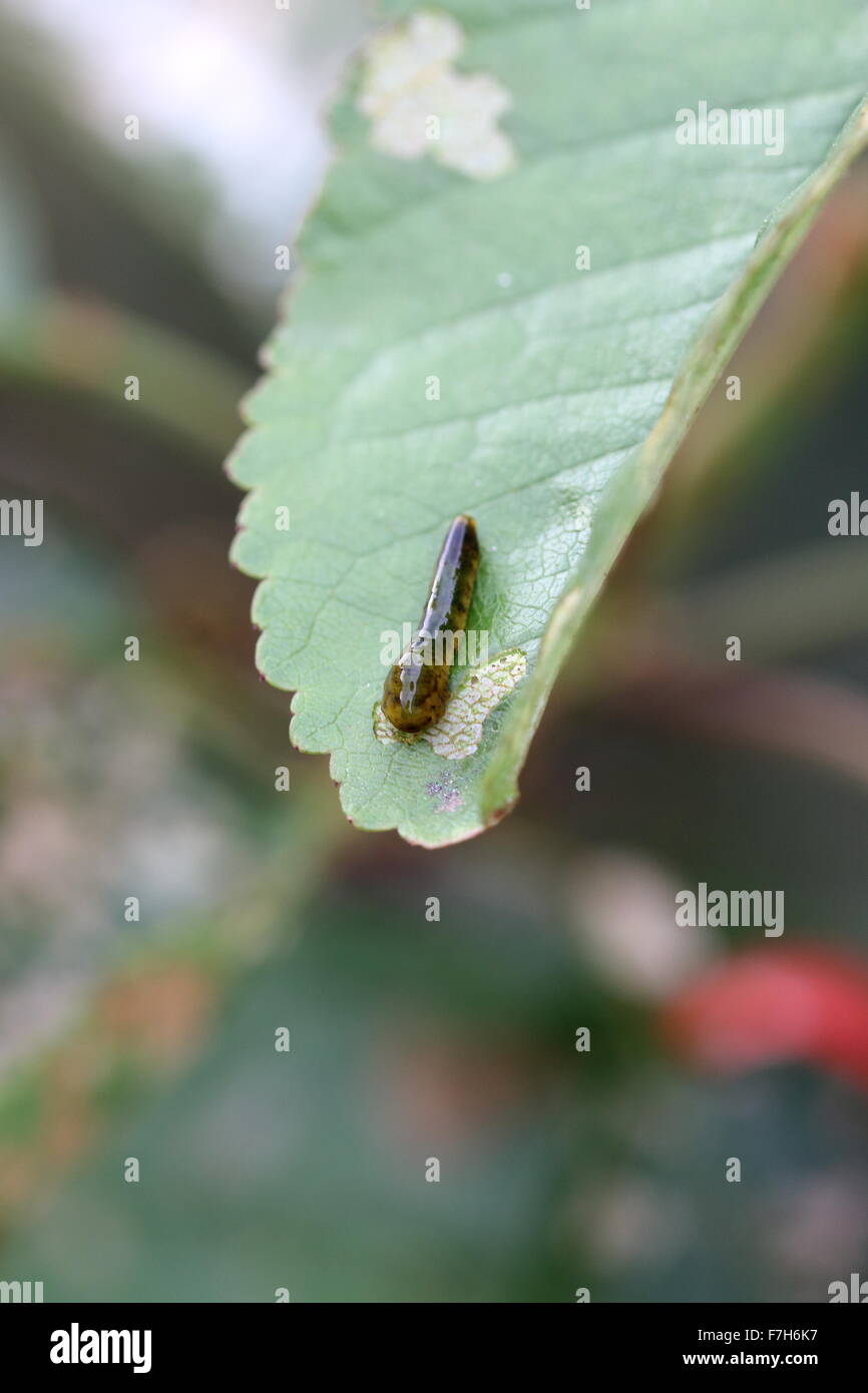 Pera e ciliegia slug worm su una foglia di ciliegio Foto Stock