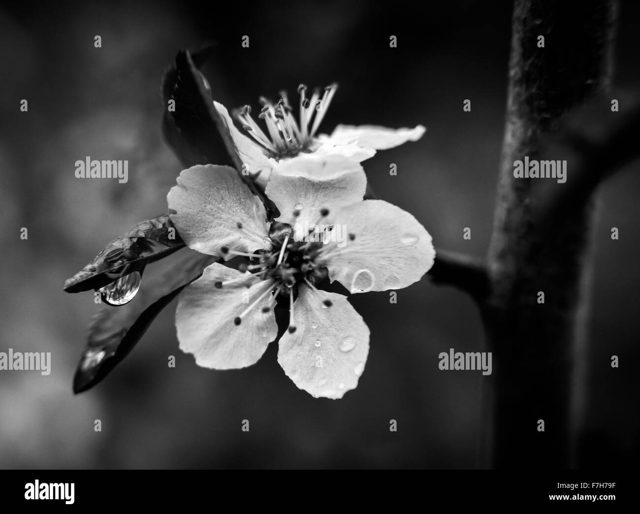 La fioritura dei ciliegi fioriscono Foto Stock